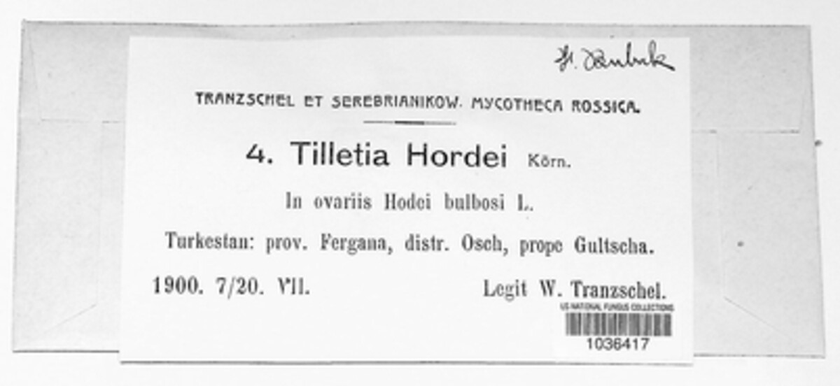 Tilletia hordei image